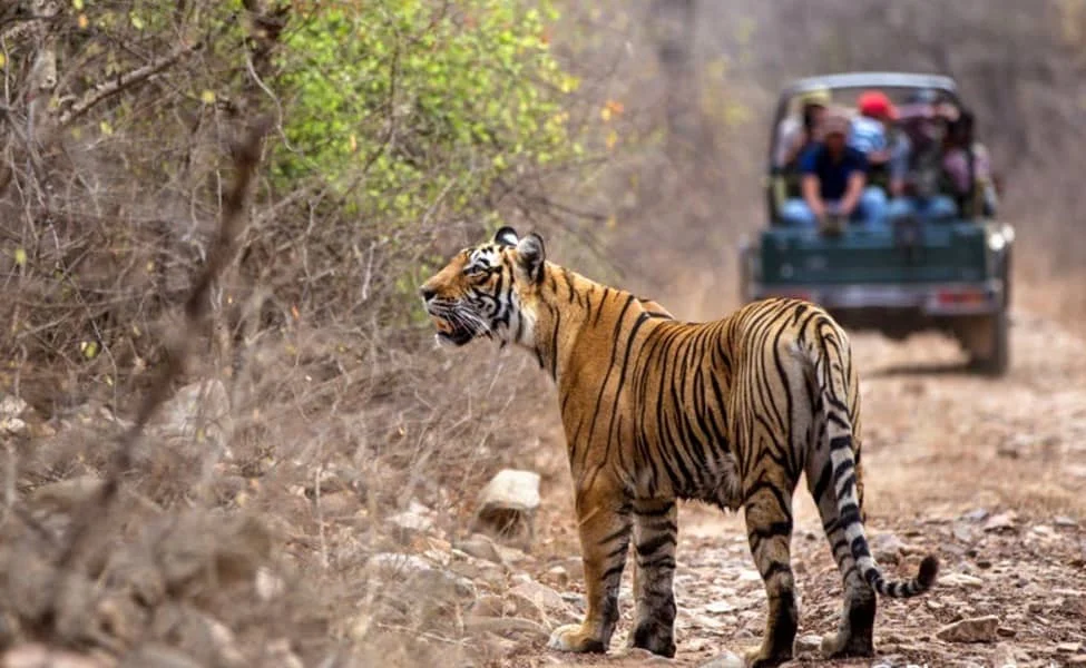 Wildlife safari in the African wilderness